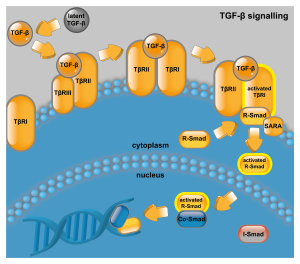 TGF-β signalling pathway