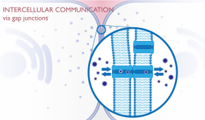 Intercellular communication via gap junctions