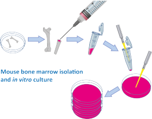 Mouse bone marrow isolation and in vitro culture